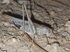 Platycleis albopunctata