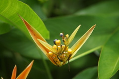 Heliconia psittacorum