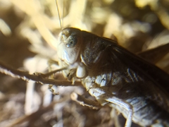 Platycleis albopunctata