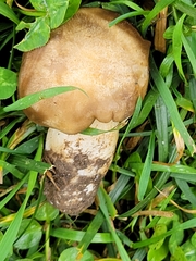 Lyophyllum