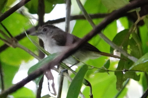 Sooty-capped Babbler (Malacopteron affine), photo 6