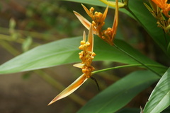 Heliconia psittacorum