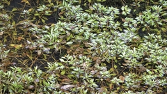 Ludwigia palustris