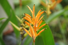 Heliconia psittacorum