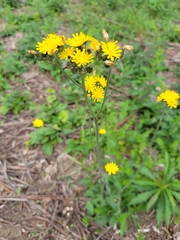 Pilosella caespitosa