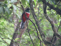 Trogon collaris