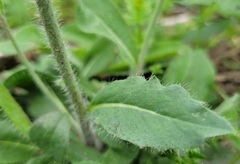 Pilosella caespitosa