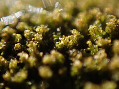 Grimmia torquata