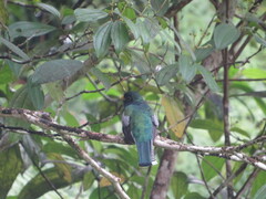 Trogon collaris