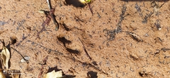Procyon cancrivorus