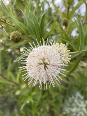 Cephalanthus salicifolius