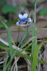 Viola hederacea
