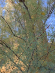 Tamarix chinensis