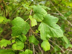 Physocarpus opulifolius