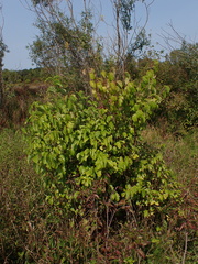 Viburnum dentatum