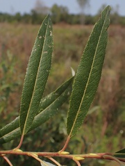 Salix petiolaris
