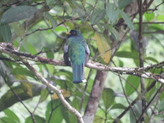 Trogon collaris