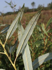 Salix petiolaris