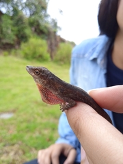 Anolis mariarum