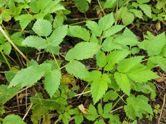 Aegopodium podagraria