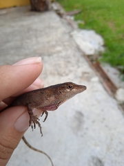 Anolis mariarum