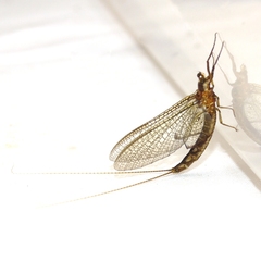 Hexagenia bilineata