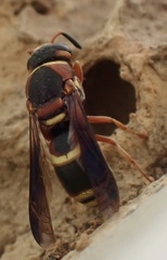 Euodynerus hidalgo