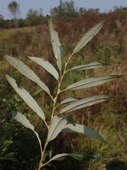 Salix petiolaris