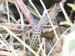Sceloporus occidentalis bocourtii