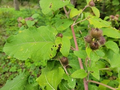 Arctium