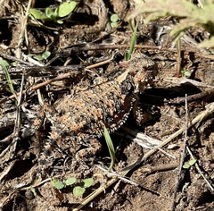 Phrynosoma blainvillii