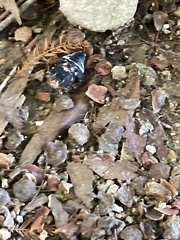 Graptopsaltria nigrofuscata