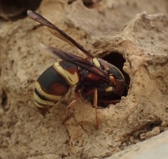 Euodynerus hidalgo