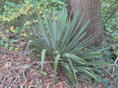 Yucca filamentosa
