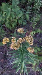 Euthamia graminifolia