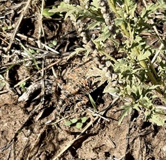 Phrynosoma blainvillii