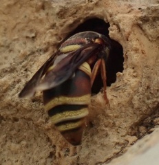 Euodynerus hidalgo