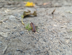 Pseudopolydesmus canadensis