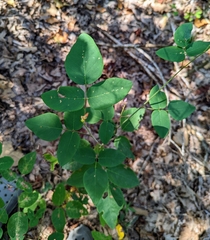Desmodium laevigatum
