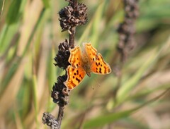 Polygonia satyrus