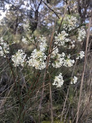 Pimelea linifolia linifolia
