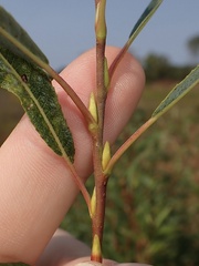 Salix petiolaris