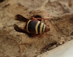 Euodynerus hidalgo