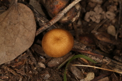 Crepidotus subfulviceps