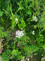 Daucus