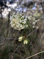 Pimelea linifolia linifolia