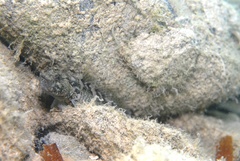 Bathygobius krefftii