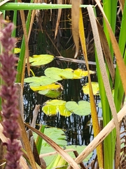 Nuphar variegata