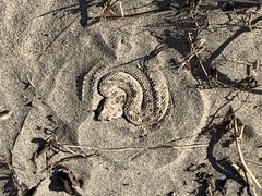 Crotalus cerastes cerastes