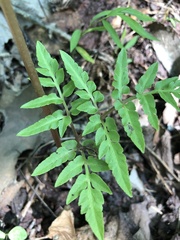 Sceptridium biternatum